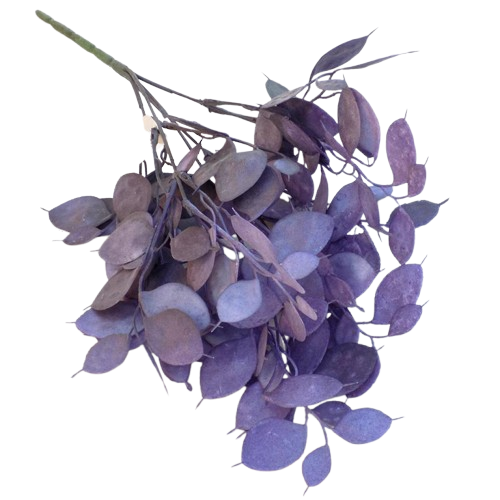 eucalipt_frunza_lata_mov