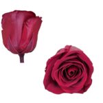 trandafir rosu criogenat