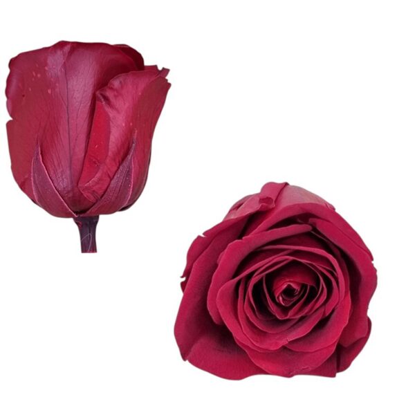 trandafir rosu criogenat